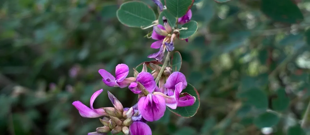 Lespedeza cyrtobotrya