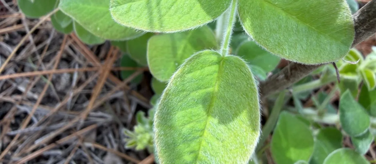 Hairy bushclover