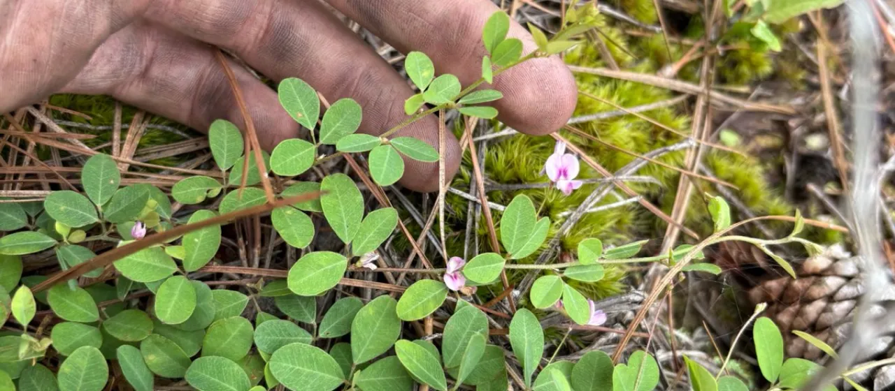 Creeping bush clover