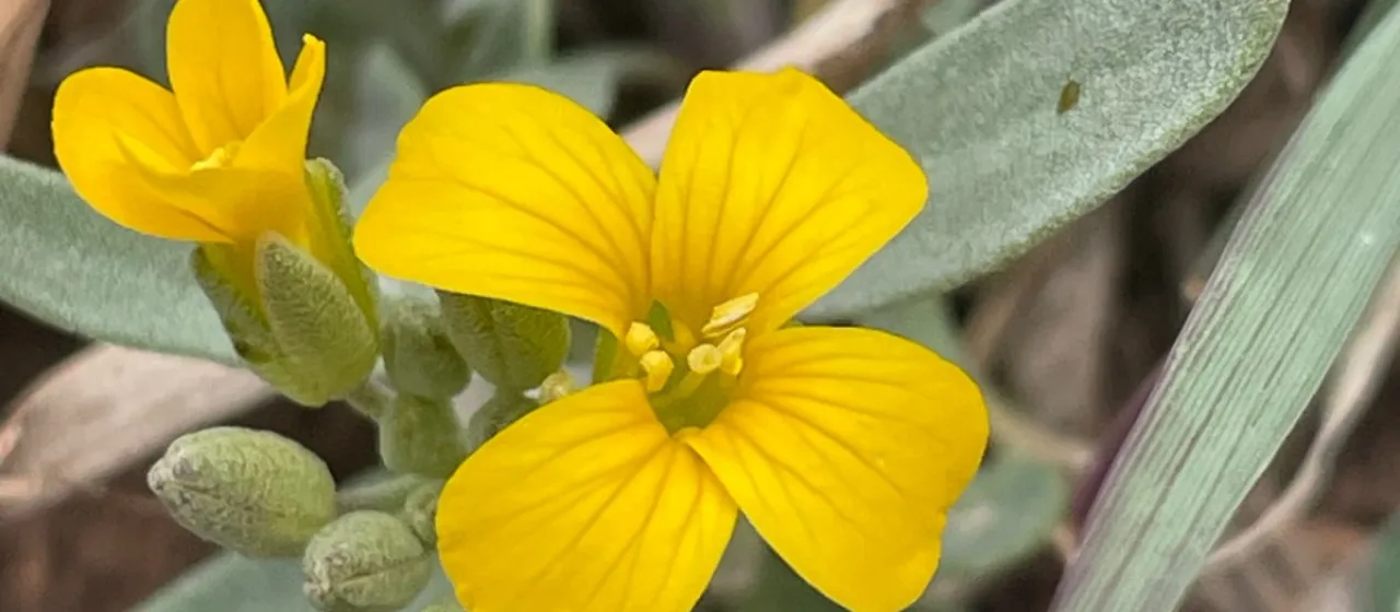 Lesquerella fendleri