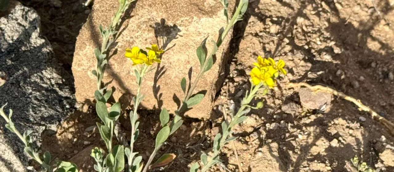 Lesquerella gordonii