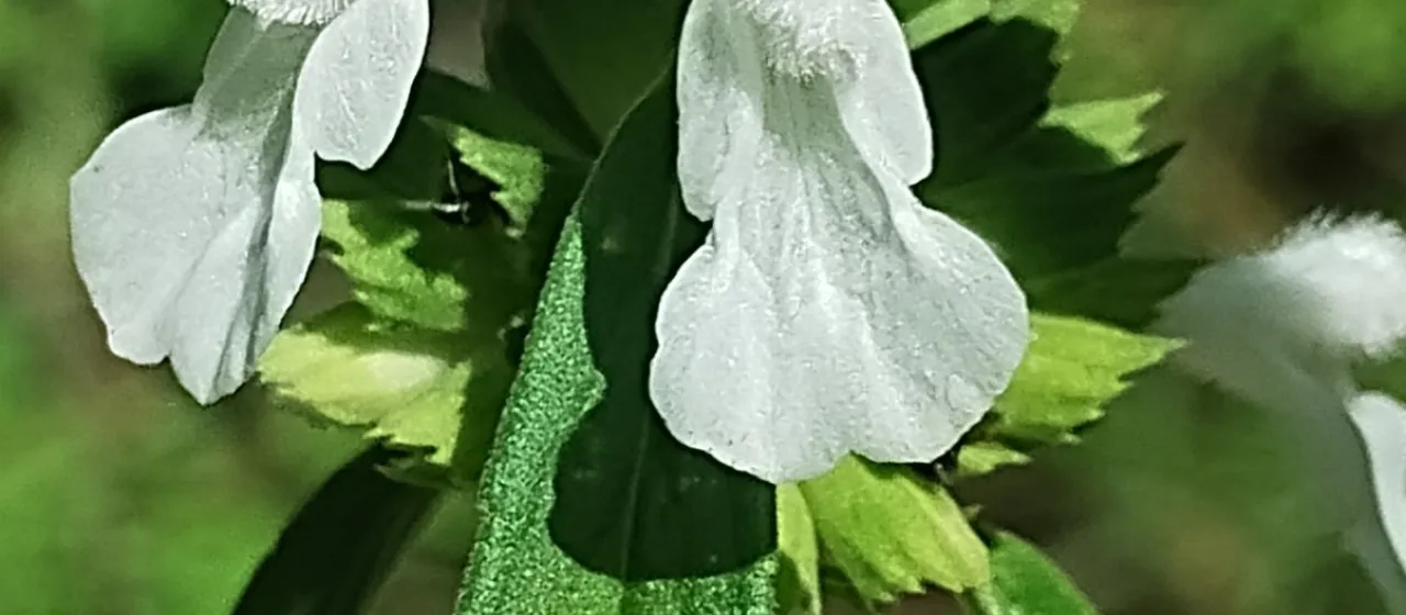 Leucas lavandulifolia