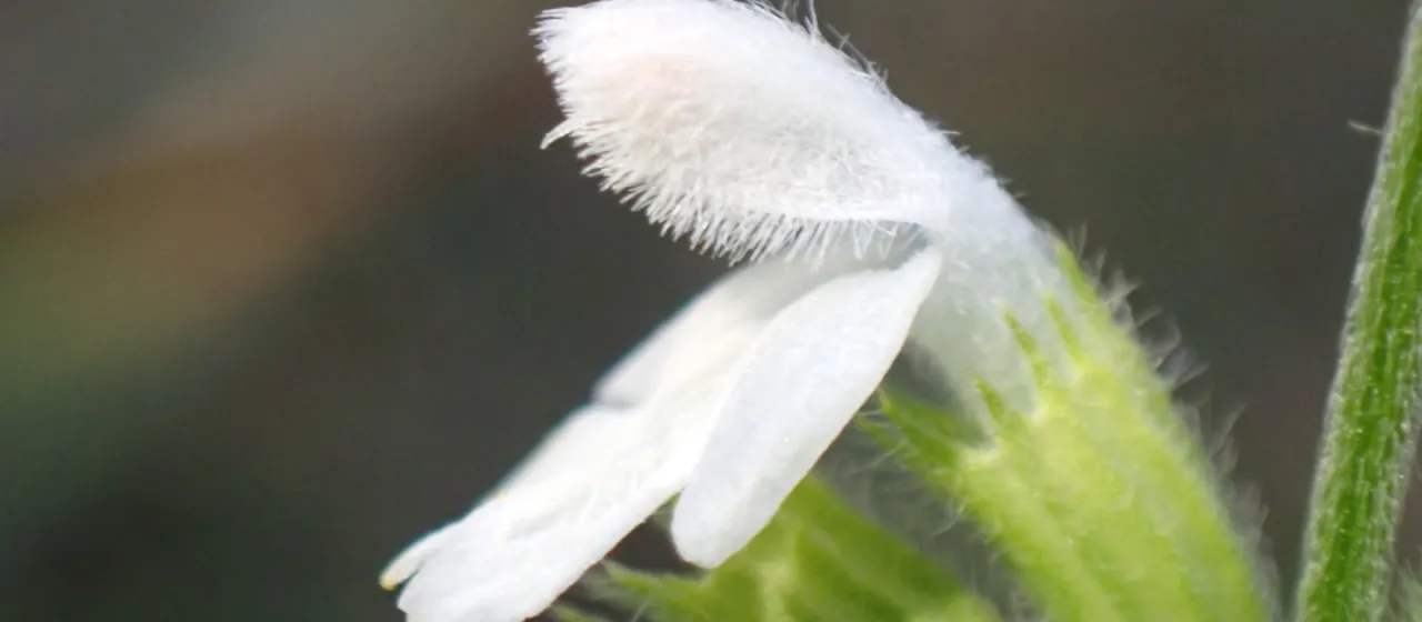 Leucas lanata