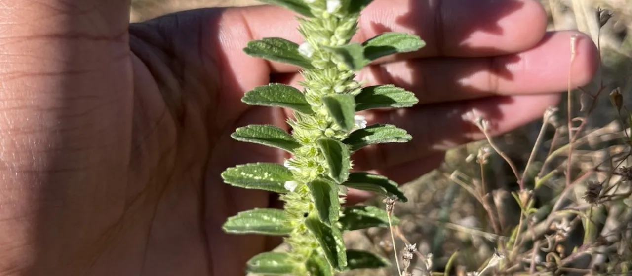Leucas neuflizeana