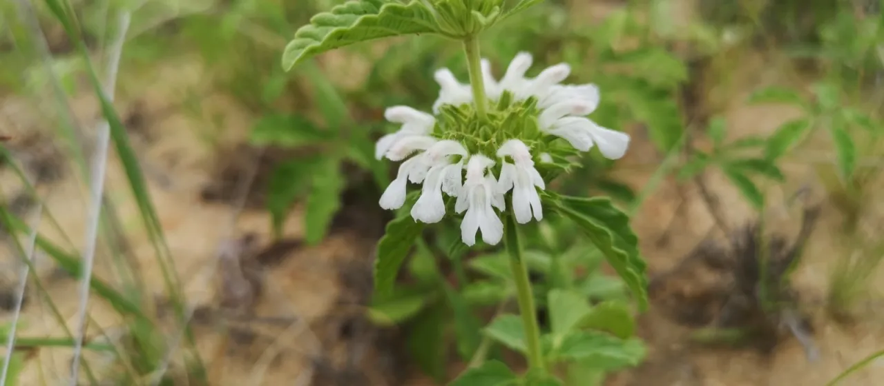 Leucas sexdentata