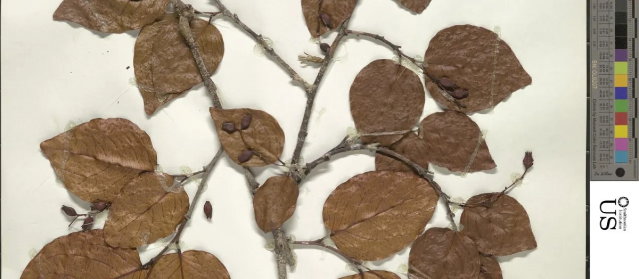 Lacebark