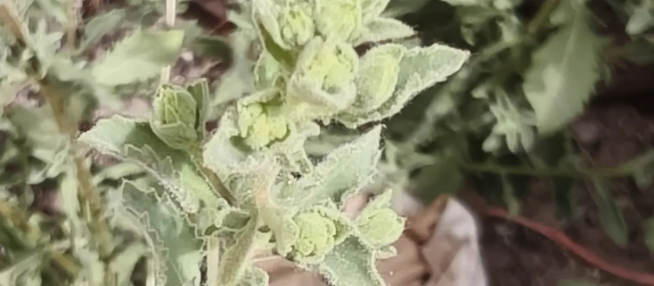 Laggera aurita