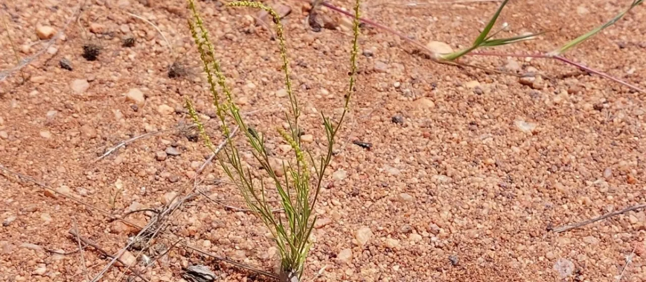 Lophiocarpus tenuissimus