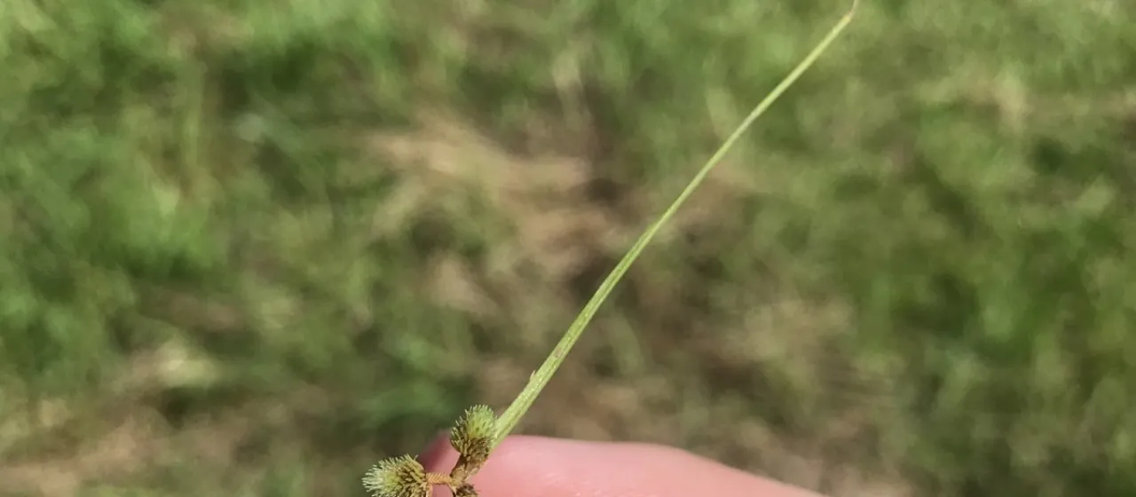 Small-headed lipocarpha