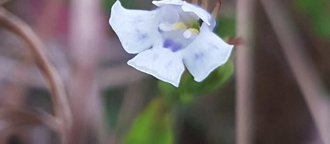 Lindernia parviflora