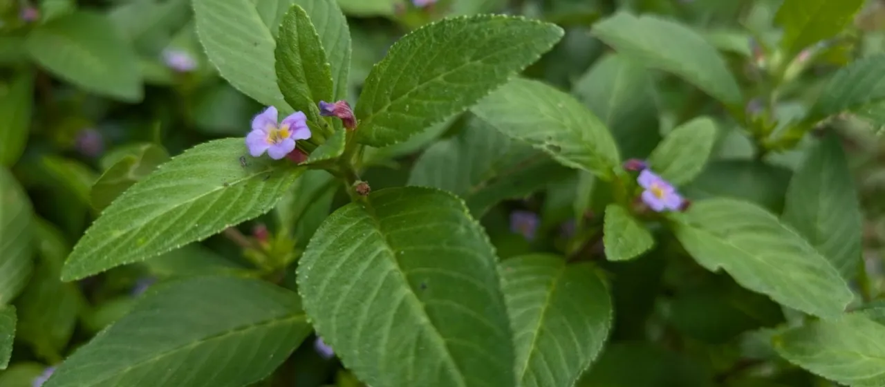 Limnophila rugosa