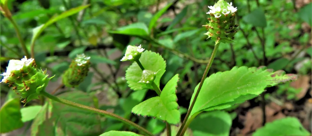 Lippia dulcis