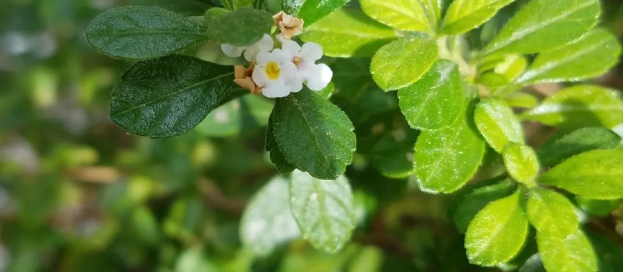 Lippia helleri