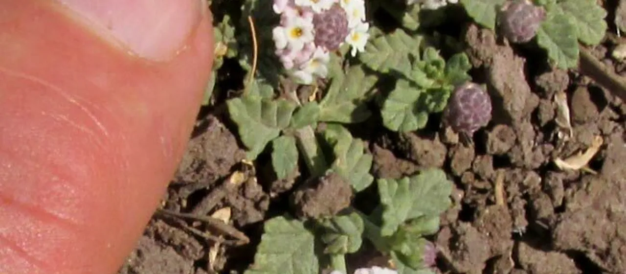 Lippia reptans