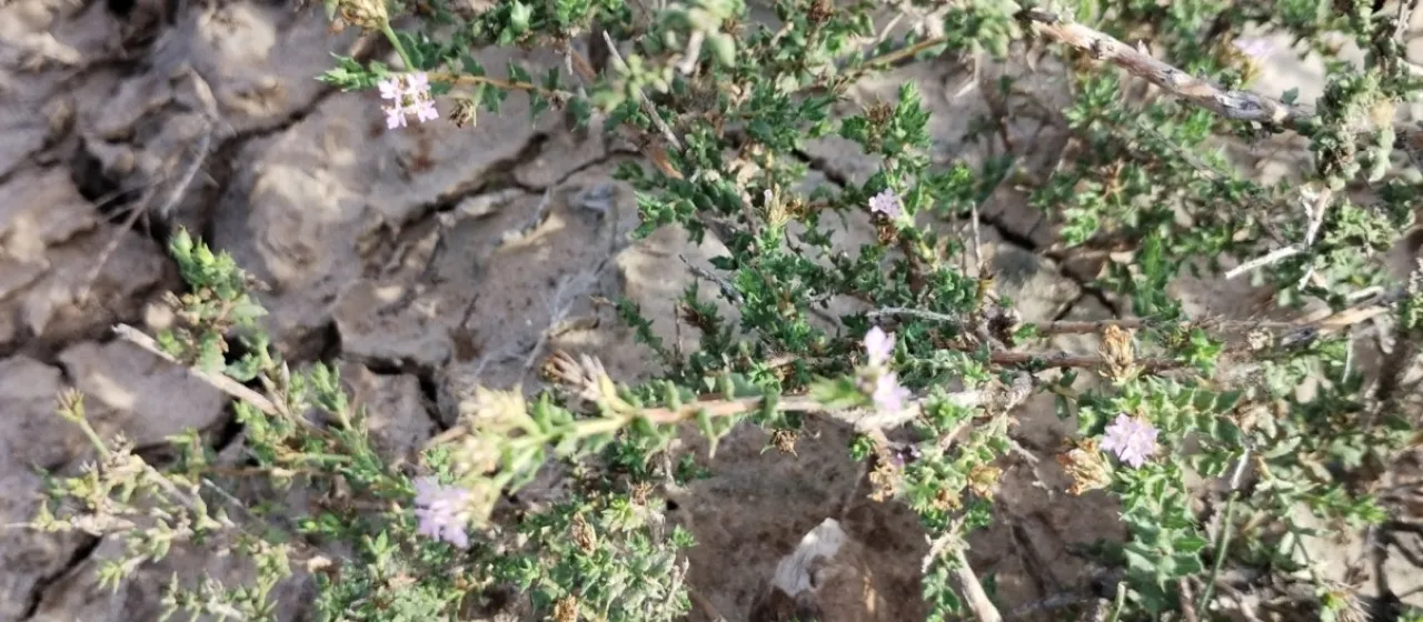 Lippia salsa