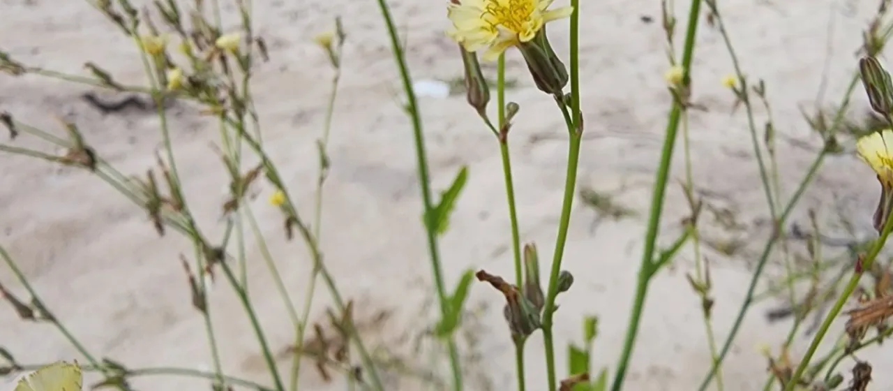 Launaea intybacea