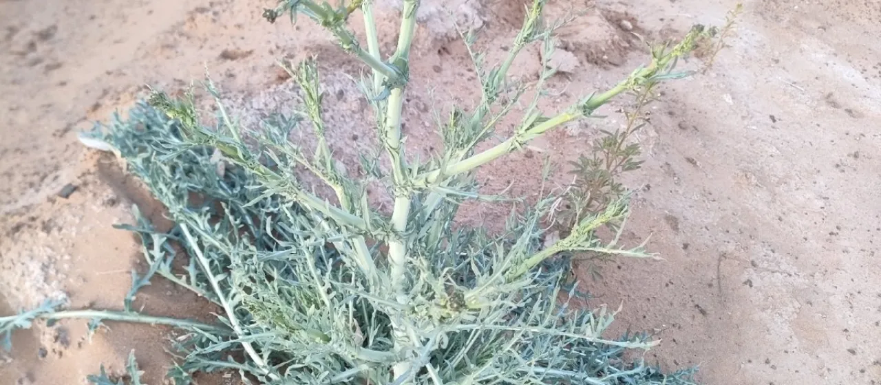 Launaea mucronata