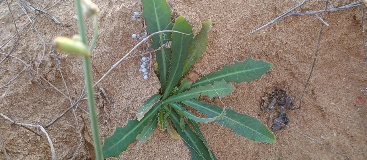 Launaea procumbens