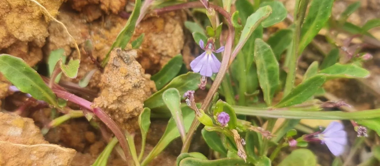 Lobelia anceps