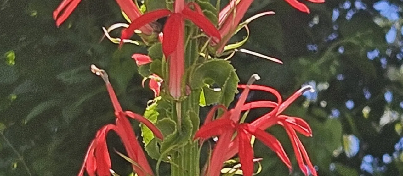 Lobelia splendens