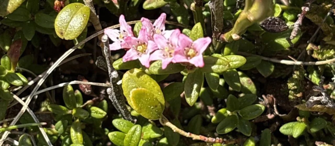 Alpine azalea