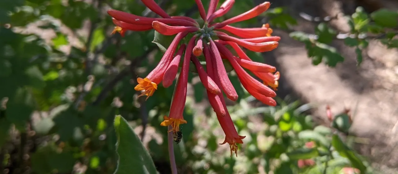 Arizona honeysuckle