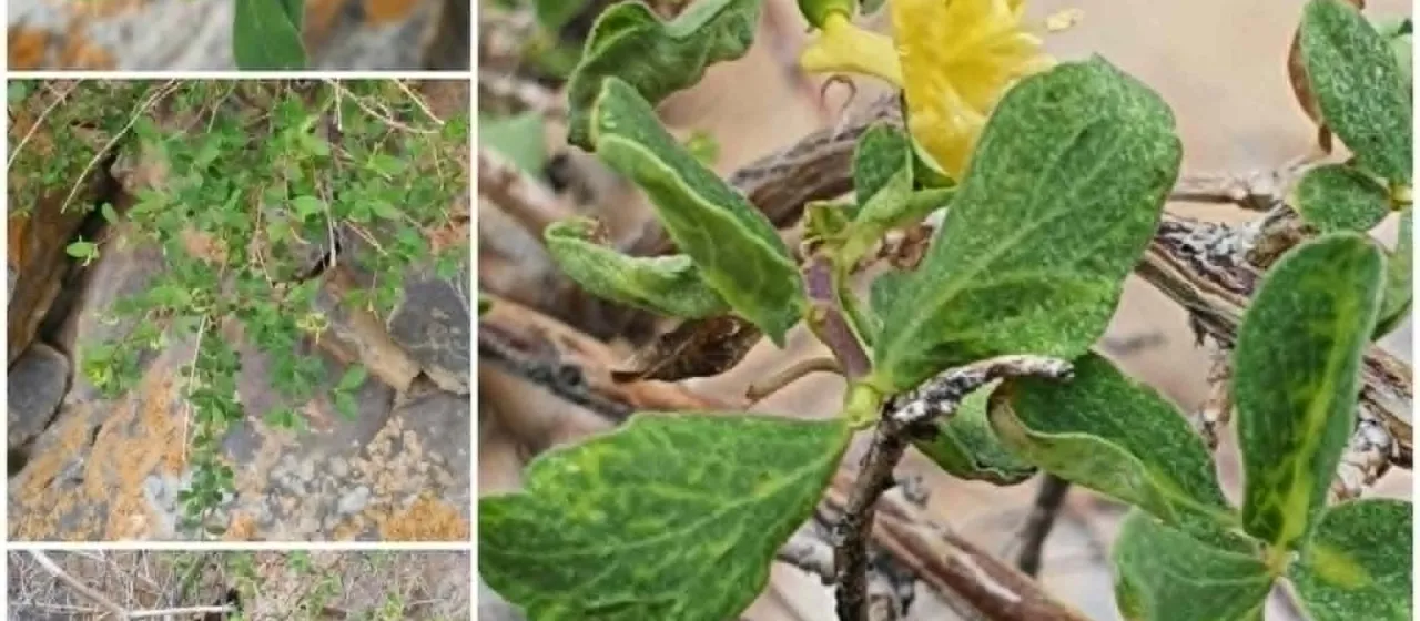 Жимолость щетинистоплодная