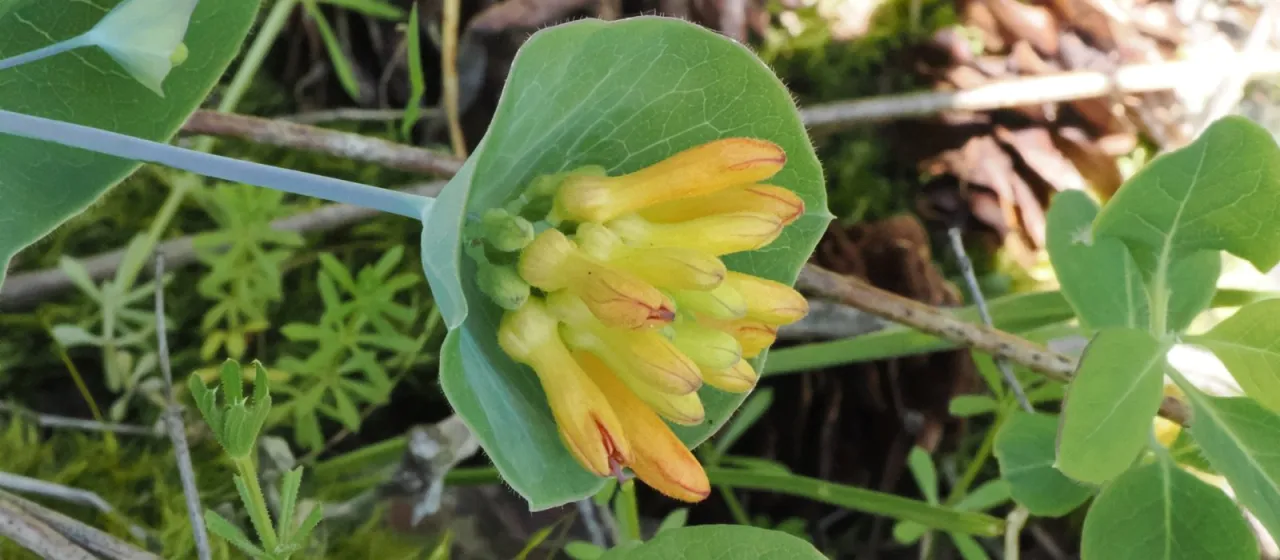 Orange honeysuckle