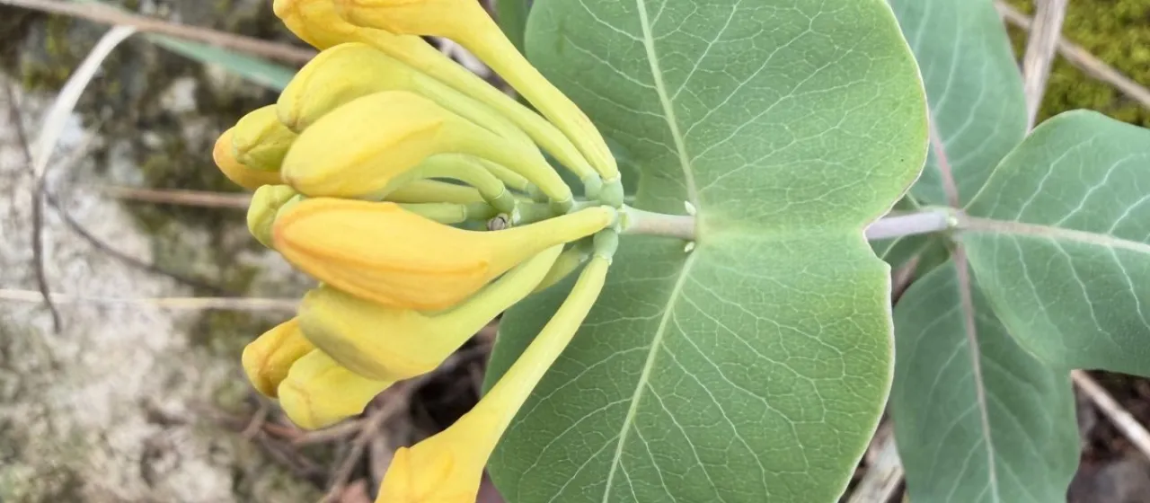 Yellow honeysuckle