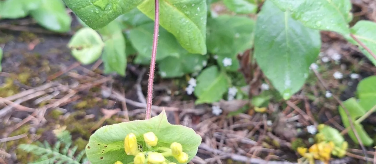 Hairy honeysuckle