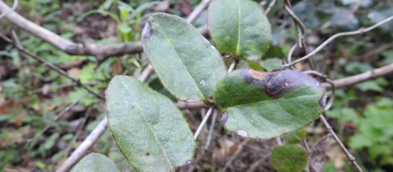 Hairy honeysuckle