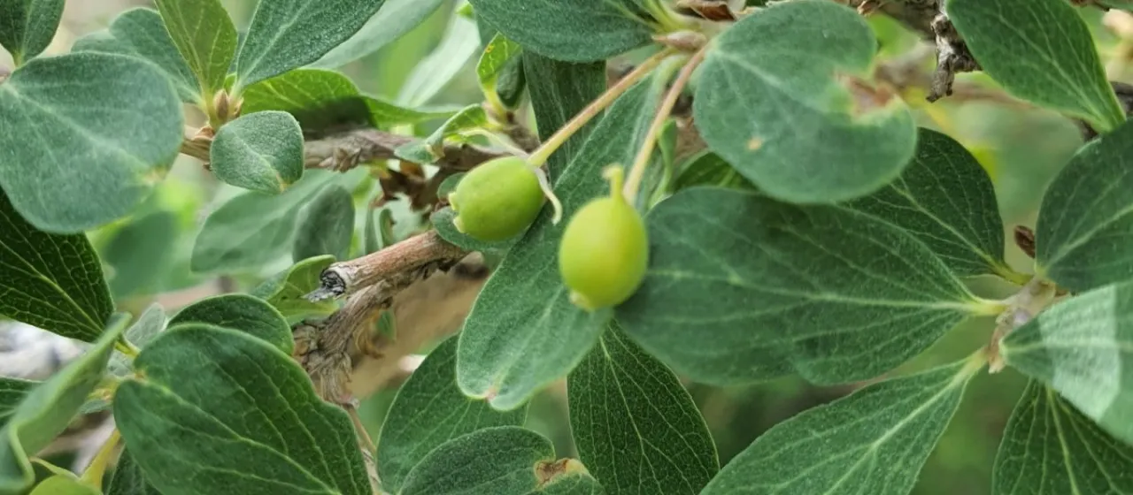 Small-leaf honeysuckle