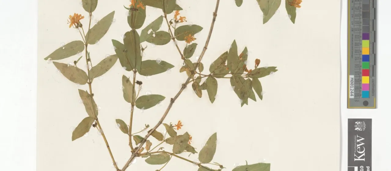 Small-flowered honeysuckle
