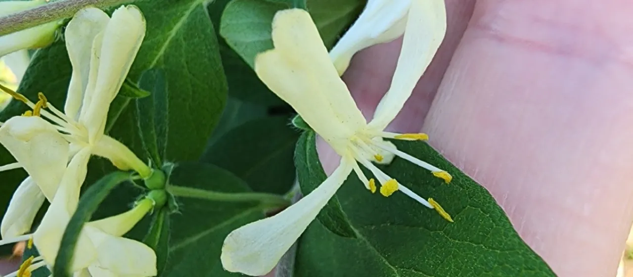 Morrow's honeysuckle