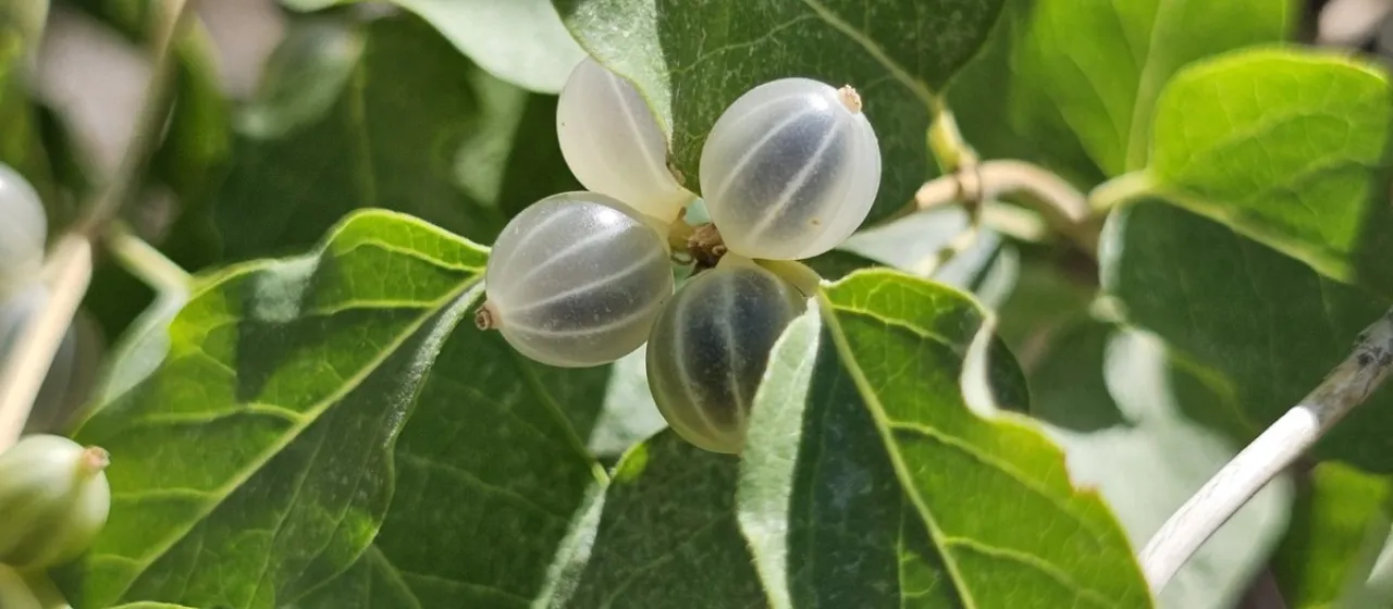 Money-leaf honeysuckle