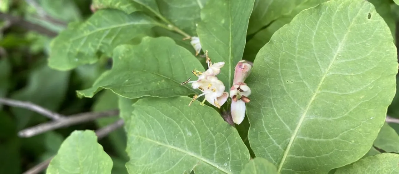 Oriental honeysuckle