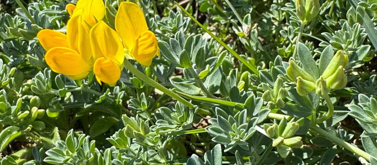 Cretan trefoil