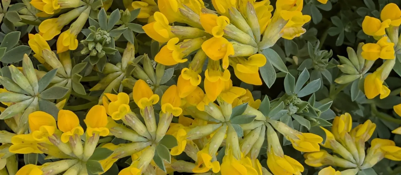 Lotus cytisoides