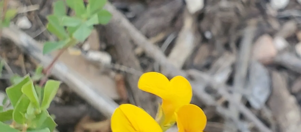 Lotus peregrinus