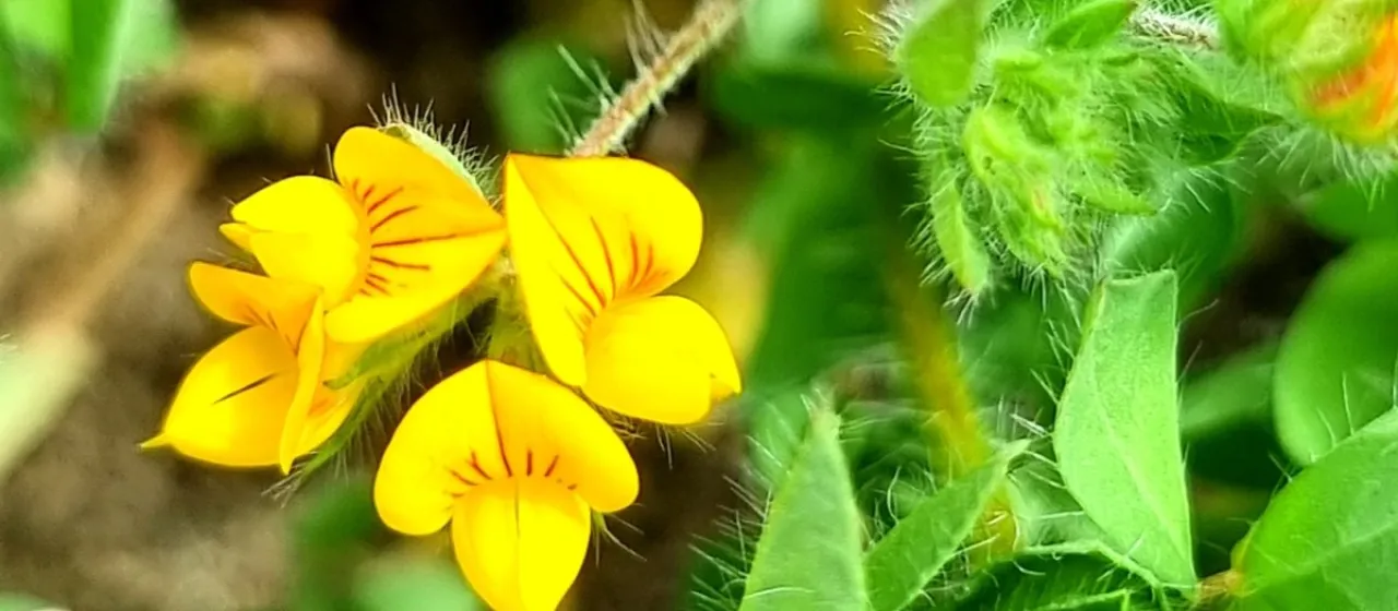 Bristly bird's-foot trefoil