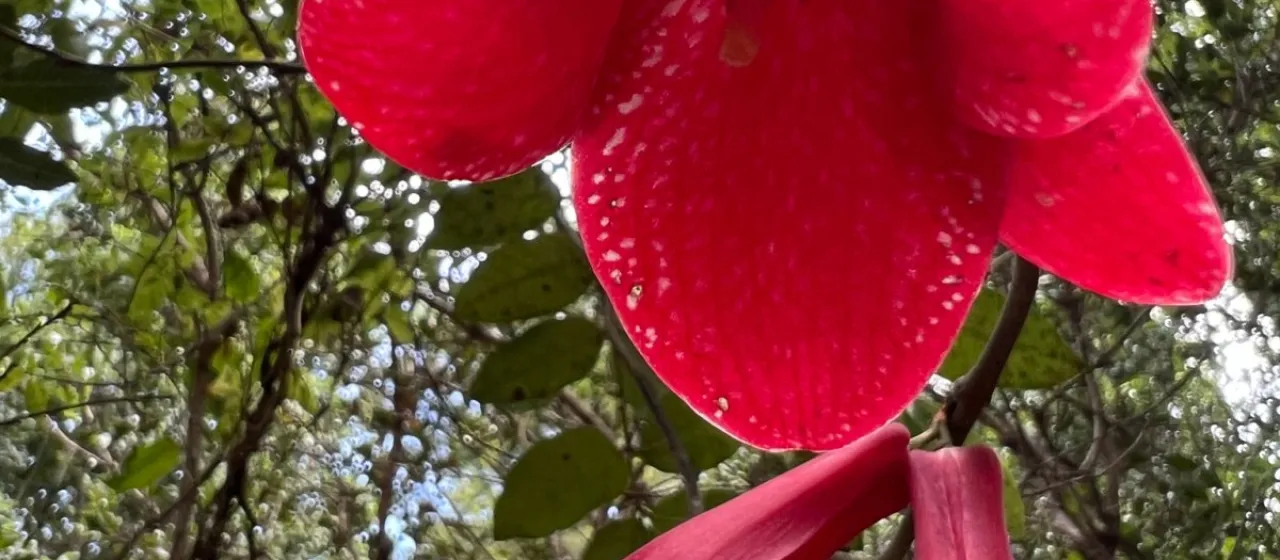Lapageria rosea