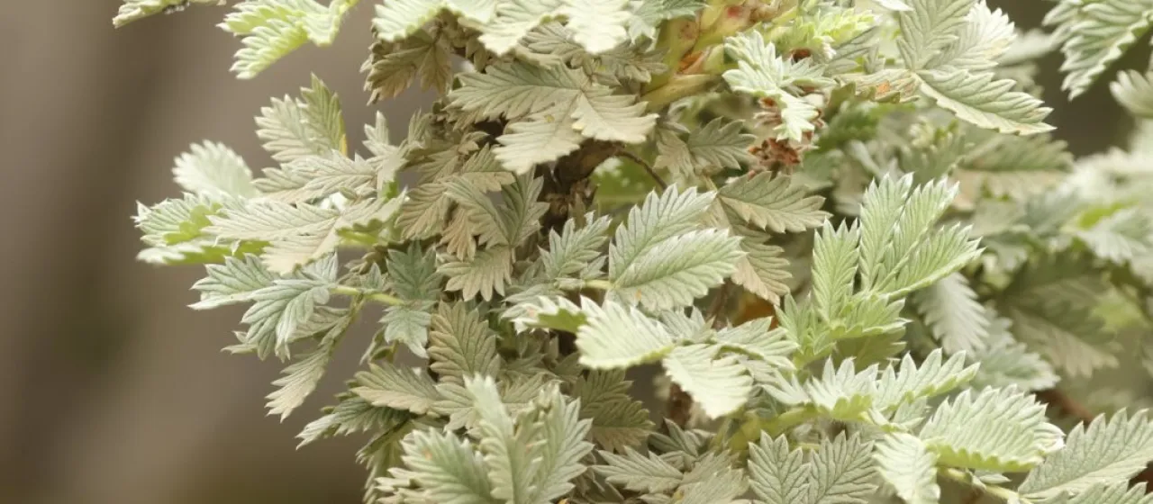 Leucosidea sericea