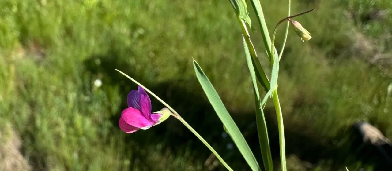 Angular pea