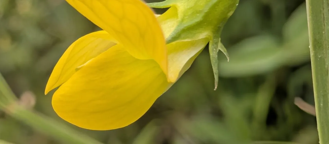 Annual vetchling