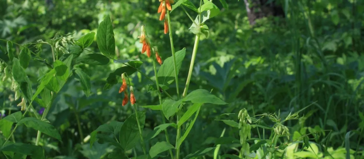 Gmelin's vetchling