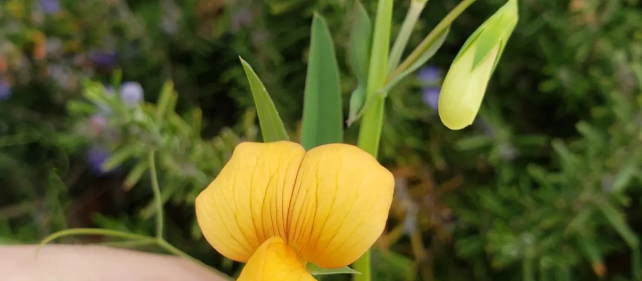 Gorgon vetch