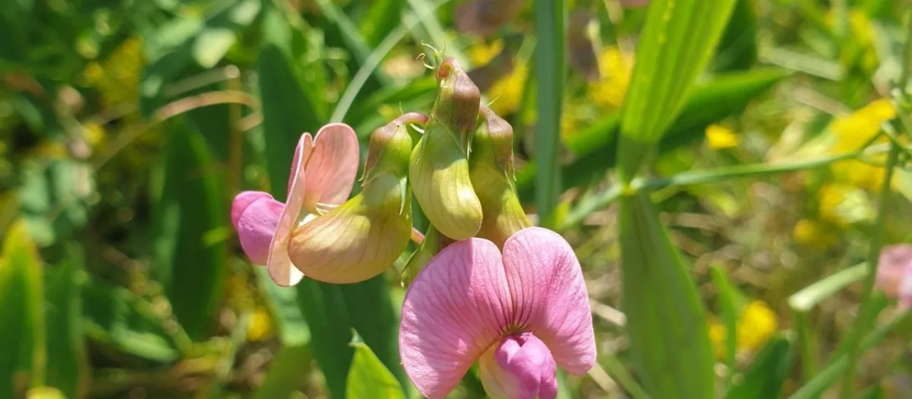 Perennial peavine