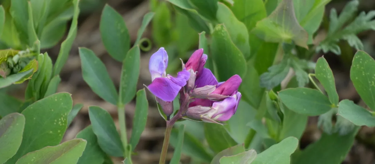 Sea pea