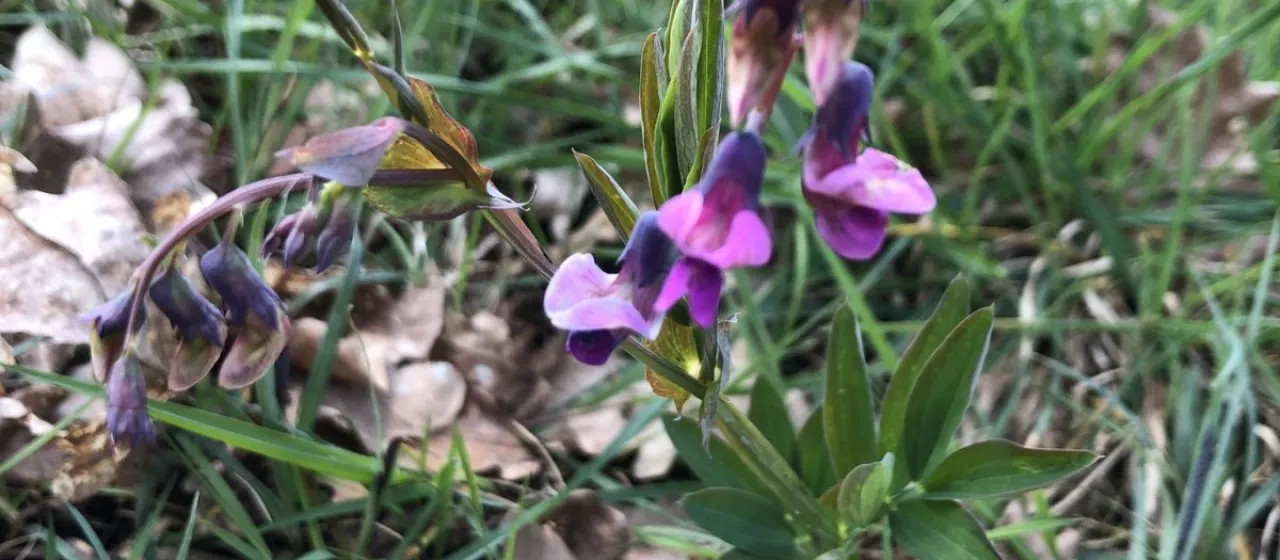 Bitter vetch