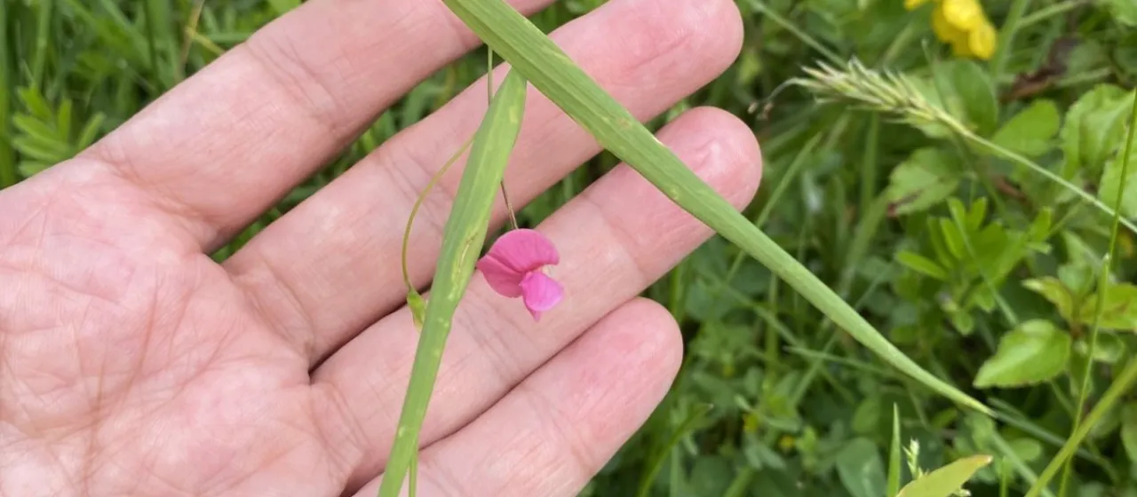 Grass vetchling